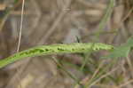 Narrowleaf vervain